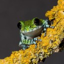 Frog Photography 20 128x128c با قورباغه خوش باشیم!